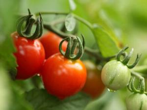 番茄紅素是如何防癌、抗癌的？