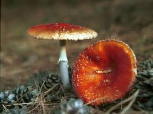 怎樣鑒別有毒蘑菇？毒蘑菇的鑒別
