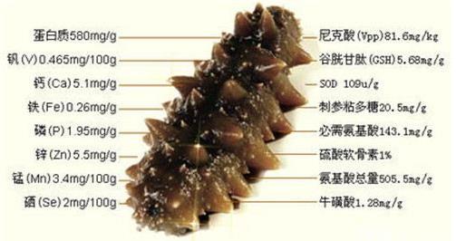海參怎么吃最有營(yíng)養(yǎng)?海參食用方法與禁忌