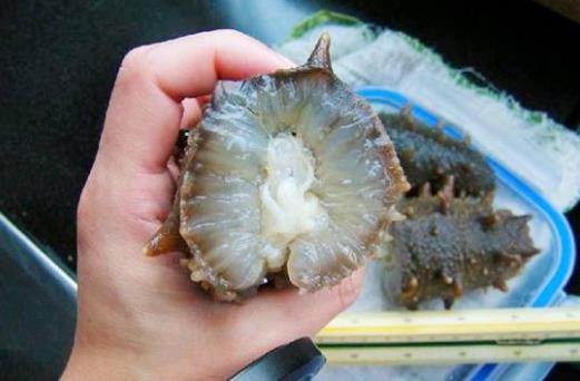 海參怎么吃最有營(yíng)養(yǎng)?海參食用方法與禁忌
