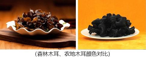 野生木耳是褐色,木耳真的越黑越好嗎?