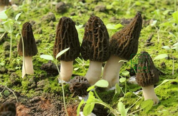 羊肚菌多少錢(qián)一斤?羊肚菌的功效與作用