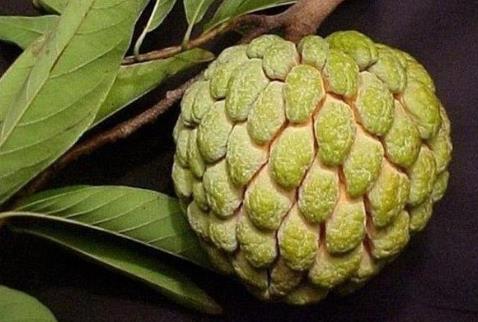釋迦果切開沒熟怎么辦?釋迦果怎么吃最好
