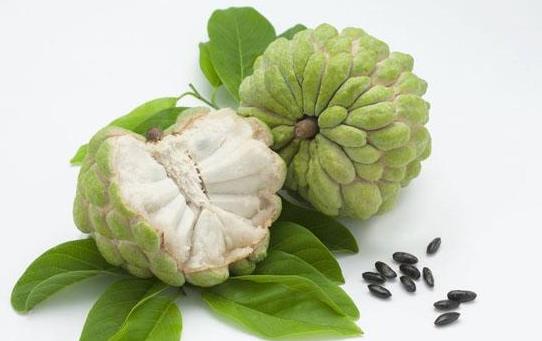 釋迦果可以煮著吃嗎?沒熟的釋迦果可以吃嗎