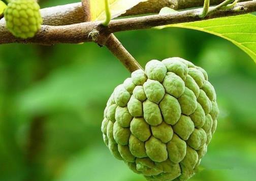 釋迦果切開沒熟怎么辦?釋迦果怎么吃最好