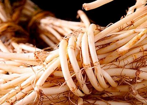 魚腥草是發(fā)物嗎?魚腥草有哪些藥用價值?