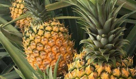 鳳梨和菠蘿是同一種水果嗎?哪些人不宜吃菠蘿?