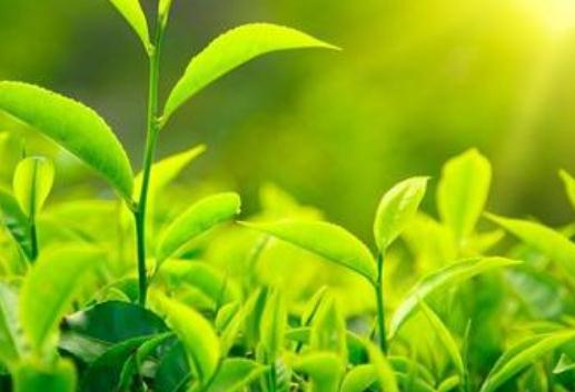 什么是富硒茶?富硒茶有哪些功效?