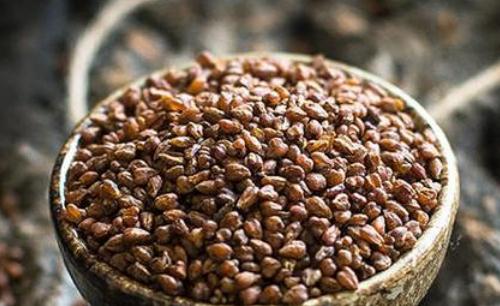 什么是黑苦蕎茶?黑苦蕎茶有哪些作用?