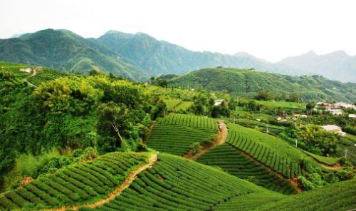 什么是富硒茶?富硒茶有哪些功效?