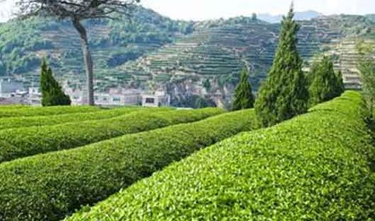 本山茶怎么儲存?本山茶怎么沖泡?