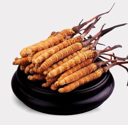蟲草可以直接吃嗎?蟲草該怎么吃才好
