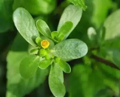馬齒莧怎么樣曬干?新鮮馬齒莧怎么吃不酸?