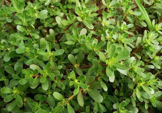 馬齒莧怎么樣曬干?新鮮馬齒莧怎么吃不酸?