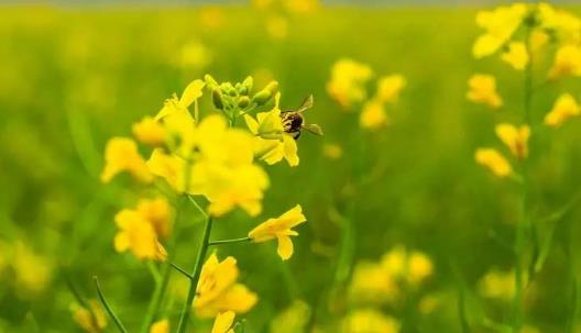 油菜花你吃過嗎?吃油菜花有哪些好處?
