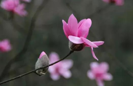 懷孕可以喝辛夷花茶嗎?辛夷花怎么治鼻炎?