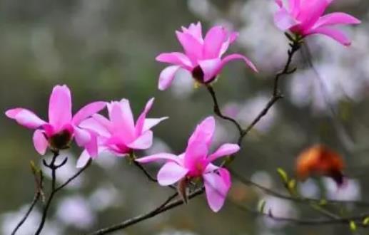 懷孕可以喝辛夷花茶嗎?辛夷花怎么治鼻炎?