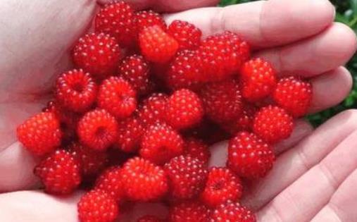 覆盆子茶對(duì)孕婦有哪些副作用?覆盆子茶怎么喝?