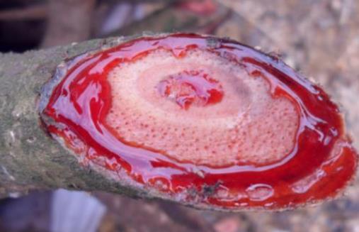雞血藤有哪些作用?金剛藤和雞血藤的區(qū)別是什么?