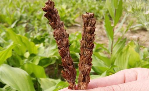 夏枯草茶是什么茶?夏枯草茶有哪些作用?