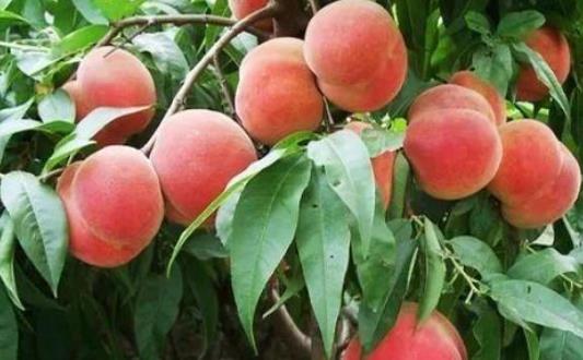 桃子的營養(yǎng)價值有哪些?桃子有哪些分類?