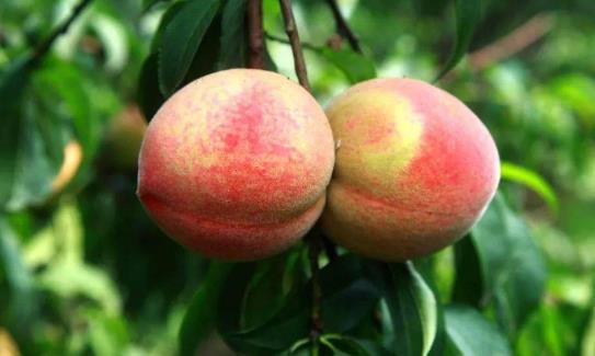 桃子的營養(yǎng)價值有哪些?桃子有哪些分類?