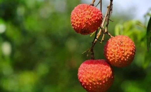 宮頸癌手術(shù)后可以吃荔枝嗎?孕婦可以吃荔枝嗎?