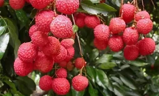 吃荔枝會(huì)上火嗎?怎么吃荔枝不上火?