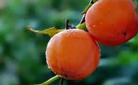 孕婦可以柿子嗎?孕婦吃柿子有哪些好處?