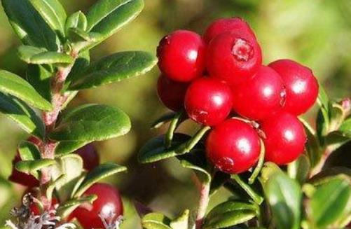 吃蔓越莓膠囊有哪些好處?吃蔓越莓膠囊需要注意什么?