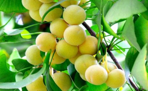 什么是白果?吃白果有哪些好處?