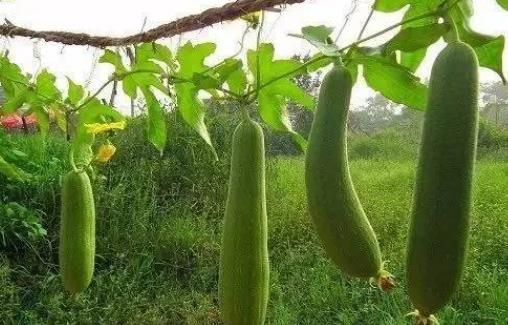 糖尿病患者可以吃絲瓜嗎?吃絲瓜有哪些功效?