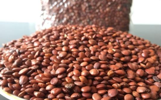 酸棗仁茶白天喝會(huì)睡覺(jué)嗎 酸棗仁茶茯苓的功效與作用