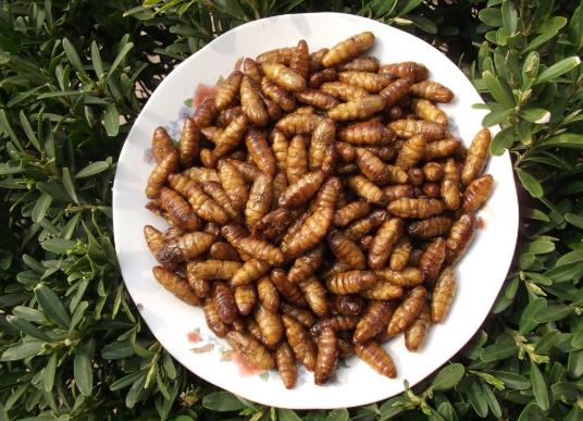 吃蠶蛹怎么預(yù)防中毒?蠶蛹中毒有什么癥狀表現(xiàn)?