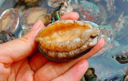 糖尿病患者可以吃鮑魚(yú)嗎?鮑魚(yú)有哪些功效?