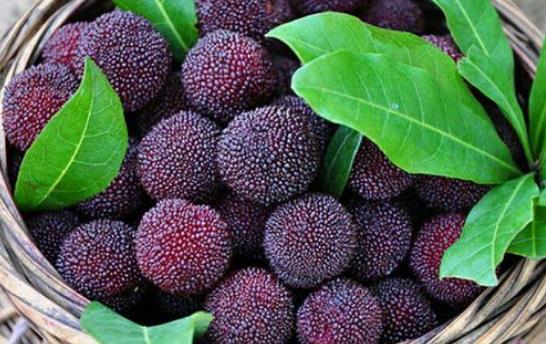 經(jīng)期可以吃楊梅嗎?吃楊梅有哪些好處?