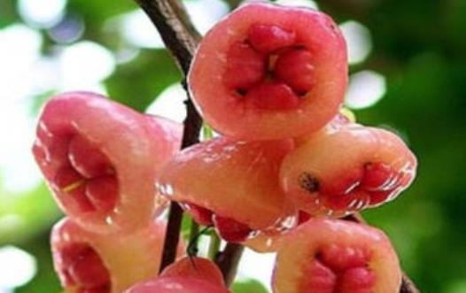 蓮霧里面像棉花的是什么東西?蓮霧可以降血糖嗎?
