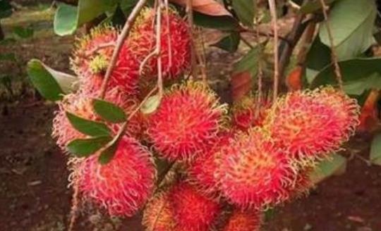 糖尿病患者可以吃紅毛丹嗎?紅毛丹吃多了會(huì)怎么樣?