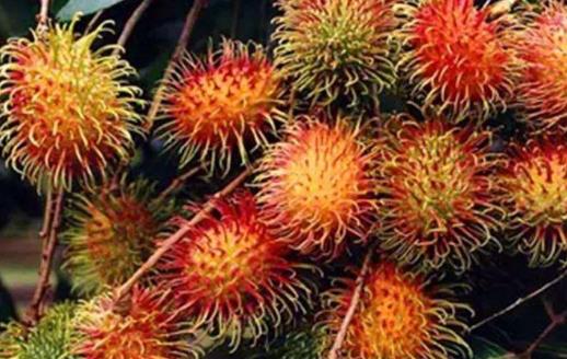 紅毛丹為什么會是酸的?紅毛丹有酒味了還能吃嗎?