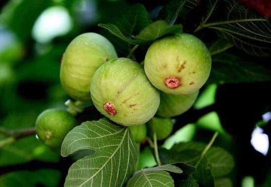 無(wú)花果葉治痔瘡真的有效嗎?孕婦能不能吃無(wú)花果?
