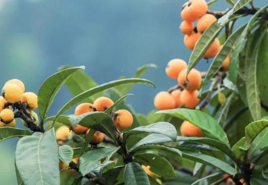 直接吃枇杷果能治咳嗽嗎?吃枇杷會(huì)上火嗎?