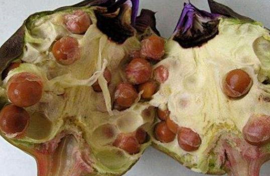 經(jīng)期可以吃芡實嗎?芡實屬于寒性食物嗎?