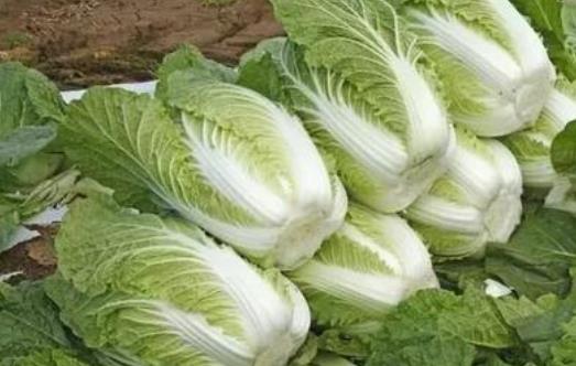 吃白菜有哪些好處?白菜不宜和什么東西一起吃?