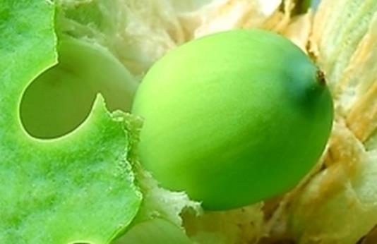 蓮子可以降血壓?jiǎn)幔啃迈r蓮子可以空腹吃嗎?