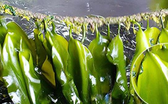 經期可以吃海帶嗎?海帶屬于涼性食物嗎?