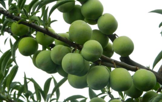 孕婦可以吃油桃嗎?吃油桃會(huì)過(guò)敏嗎?