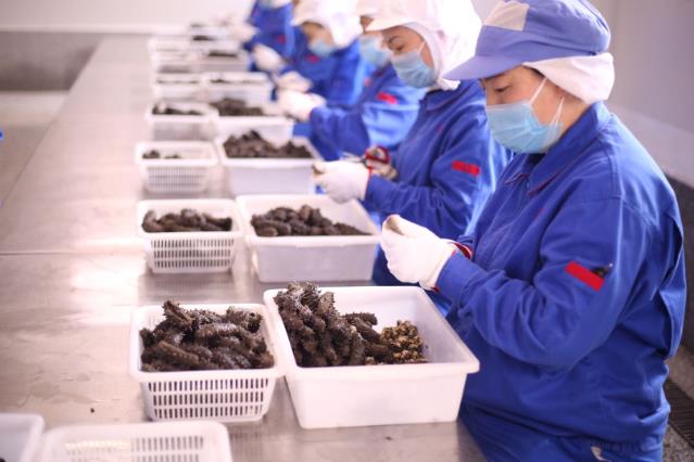 品質(zhì)溯源,同仁堂健康匠心守護(hù)海參的每一道工序