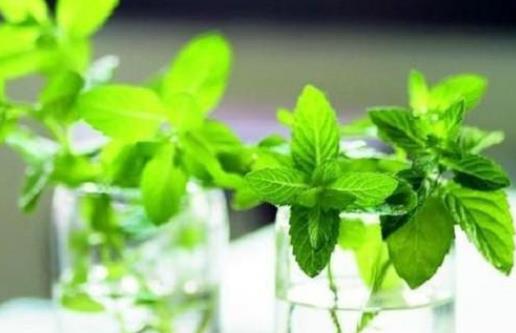 經(jīng)期可以吃薄荷嗎?薄荷有哪些功效?