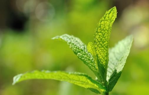 經(jīng)期可以吃薄荷嗎?薄荷有哪些功效?