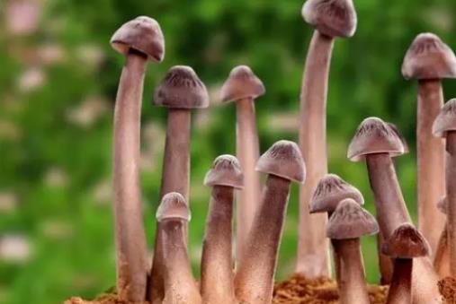 雞樅菌有毒嗎?孕婦可以吃雞樅菌嗎?